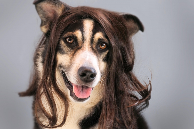 coiffure-LE TIGNET-min_dog-1776721